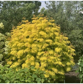 Бузина 'Lemony Lace'