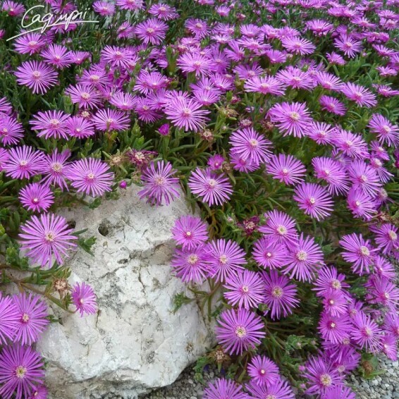 Делосперма Купера - 4