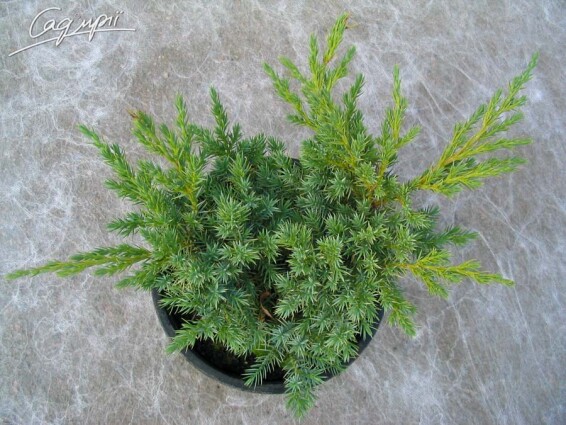 Можжевельник чешуйчатый 'Blue Swede' - 4