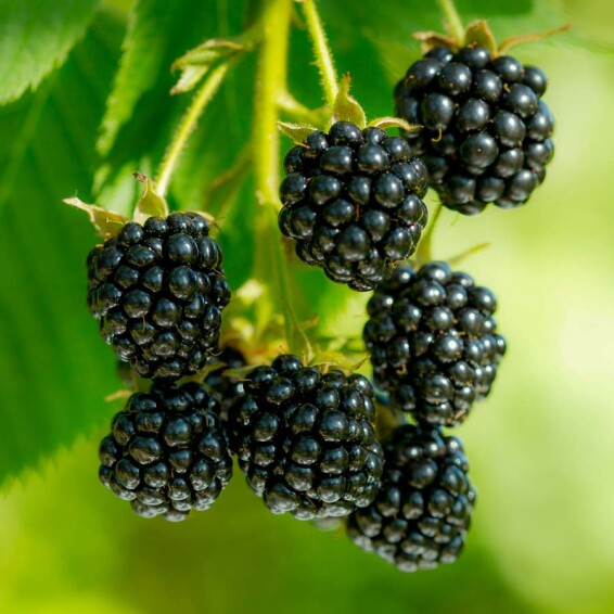 Ежевика 'Black Satin' - 2 Ежевика 'Black Satin' - 2