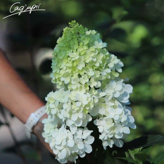 Гортензия метельчатая 'Vanille Fraise'® #2, С7 - - 5