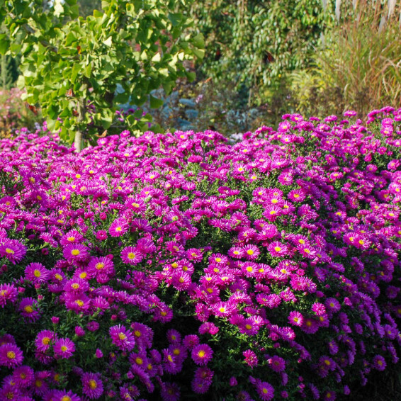 Айстра кущова 'Kassel', p9 - - 2