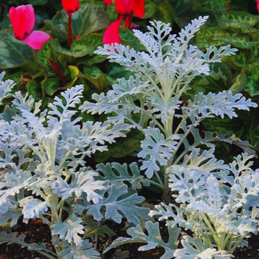 Цинерарія приморська 'Candicans' - 2 Цинерарія приморська 'Candicans' - 2