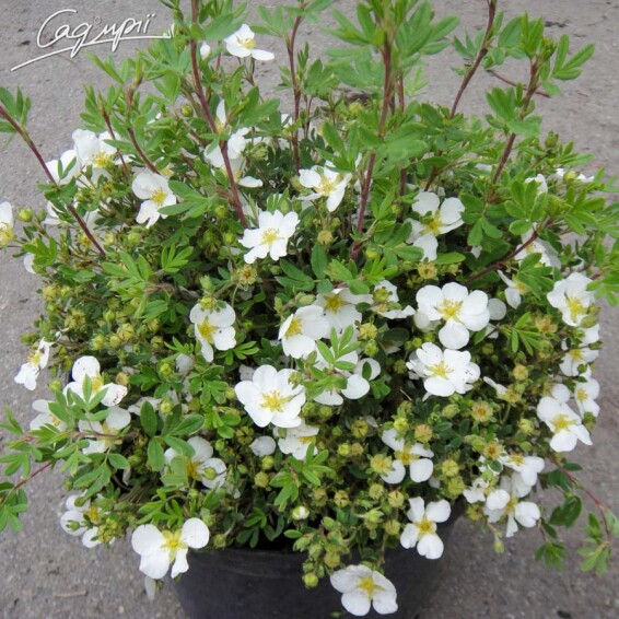 Перстач кущовий 'Abbotswood' - 2