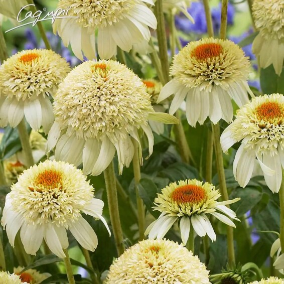 Ехінацея пурпурна 'White Double Delight'® #1, C2 - - 4