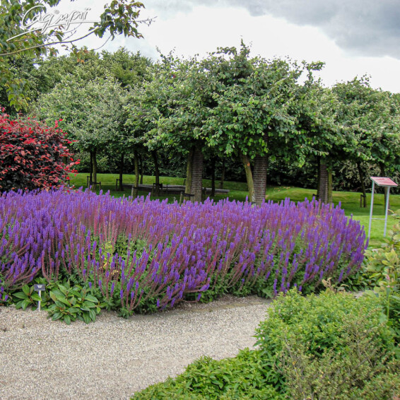 Шалфей дубравный 'Caradonna', C2 - - 6