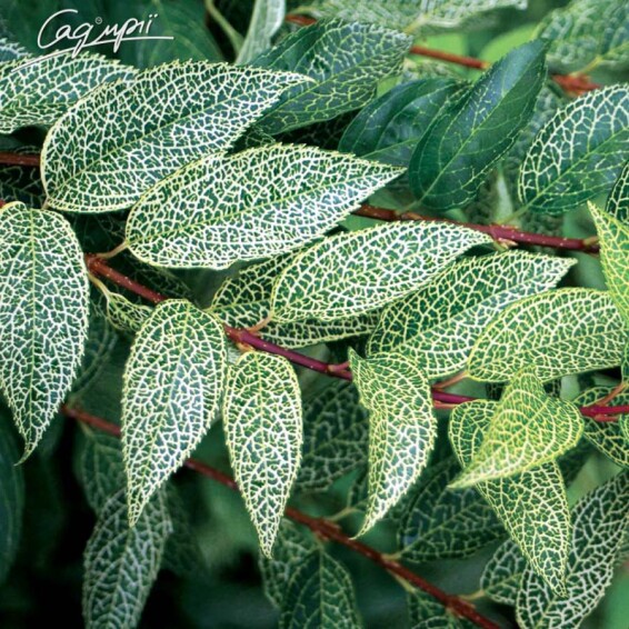 Форзиция корейская 'Kumson' - 1