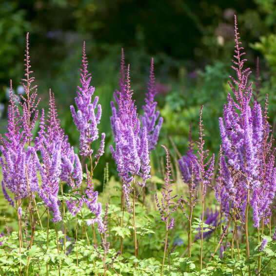 Астільба китайська 'Superba', С2 - - 1