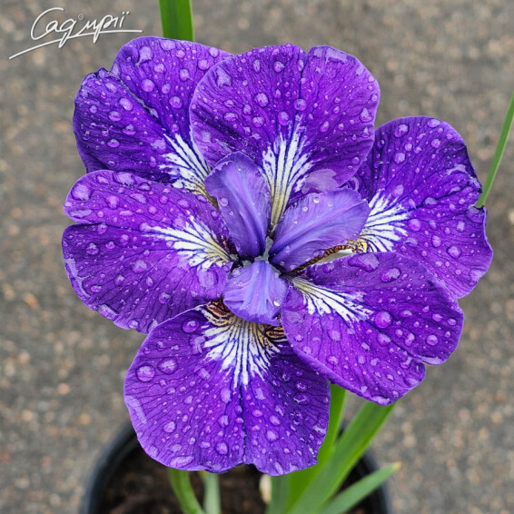 Ирис сибирский 'I see stars' - 2 Ирис сибирский 'I see stars' - 2