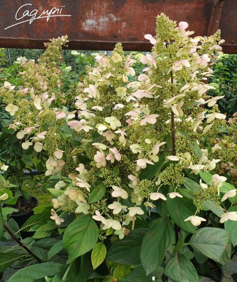 Гортензия метельчатая 'Unique' - 5