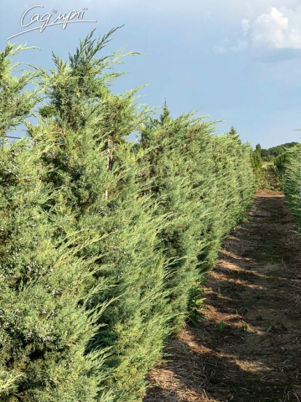 Можжевельник виргинский 'Hetz' #7, WRB - - 3