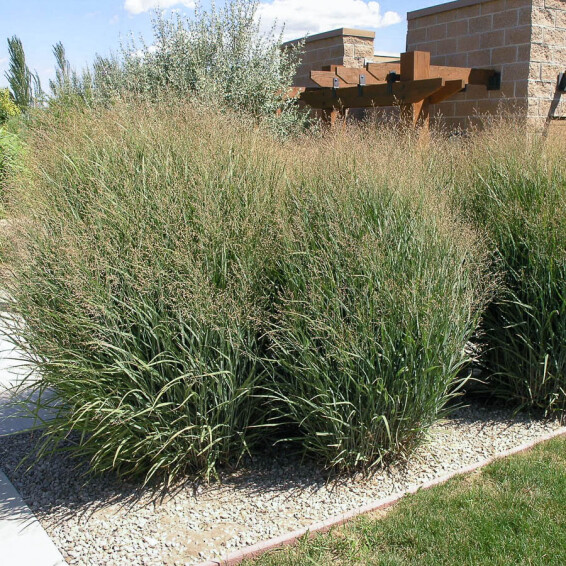 Просо вербовидне 'Heavy Metal' - 3 Просо вербовидне 'Heavy Metal' - 3