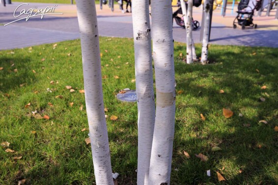 Береза гималайская 'Doorenbos', мультиштамб - 2