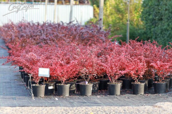 Барбарис Тунберга 'Pink Queen' - 2