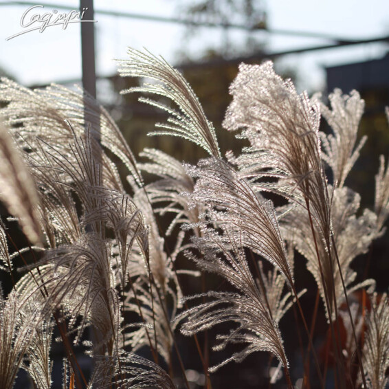 Міскантус китайський 'Malepartus' - 8