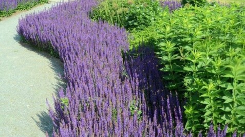 Декоративные шалфеи: мифы и факты о самом устойчивом растении в саду