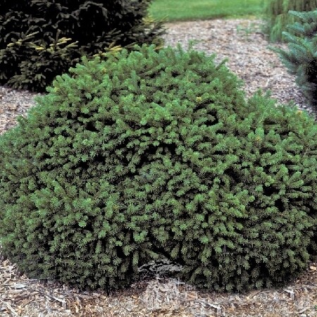 Ялина чорна 'Beissneri' - 1 Ялина чорна 'Beissneri' - 1