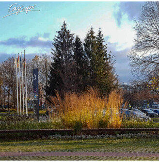 Молінія очеретяна 'Windspiel'