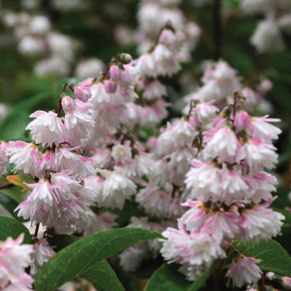 Дейція шорстка 'Pride of Rochester' - 2