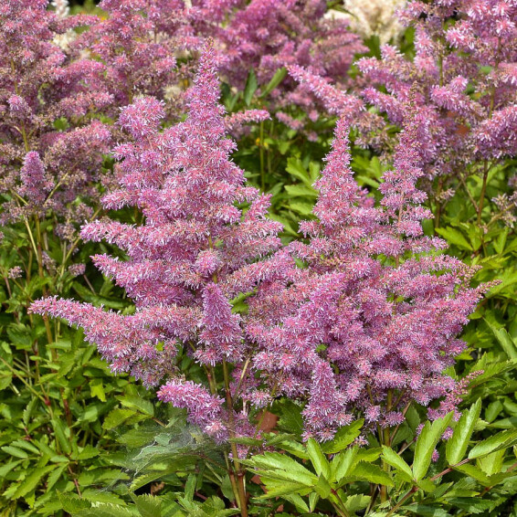 Астільба 'Lilac' - 4 Астільба 'Lilac' - 4