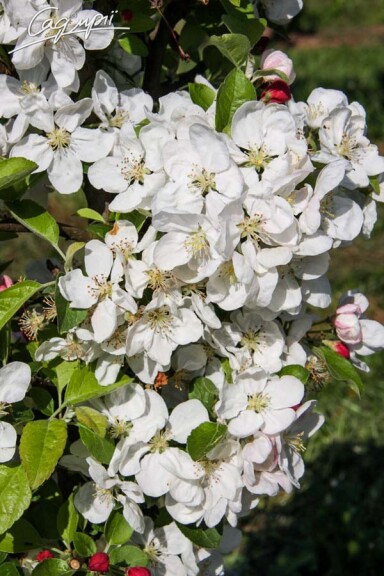 Яблоня 'Evereste' - 2 Яблоня 'Evereste' - 2