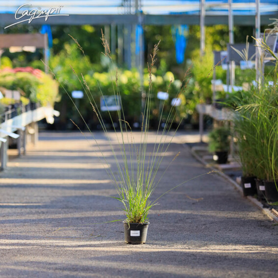 Молиния голубая 'Edith Dudszus', C1.5 - - 5 Молиния голубая 'Edith Dudszus', C1.5 - - 5