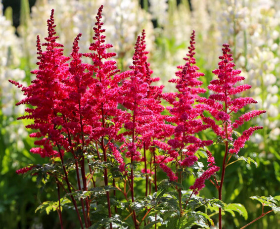 Астильба гибридная ‘Younique Carmine®’ (PBR) - 1