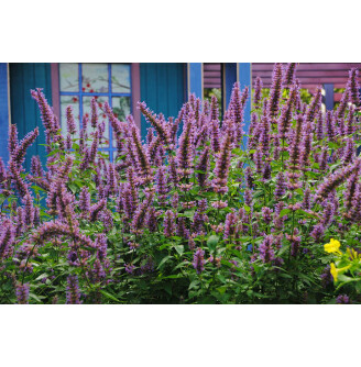 Багатолосник 'Blue Boa'