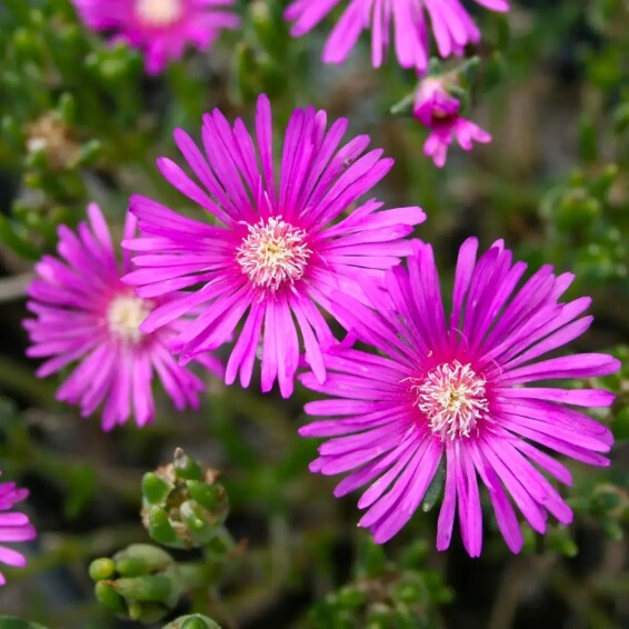 Делосперма Купера - 2