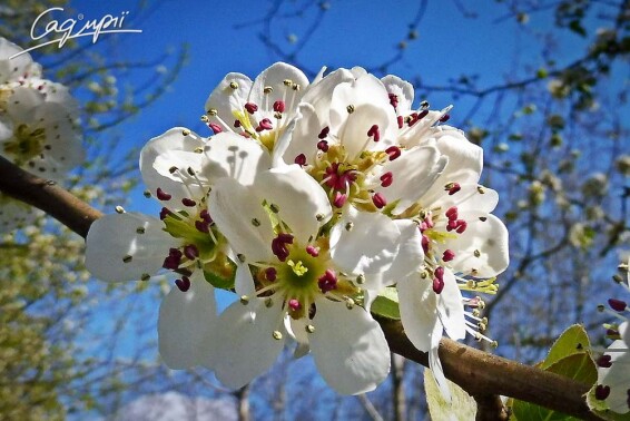 Груша Каллеріана 'Redspire' #3, WRB 18--20 500+ St. 1/2 - 9