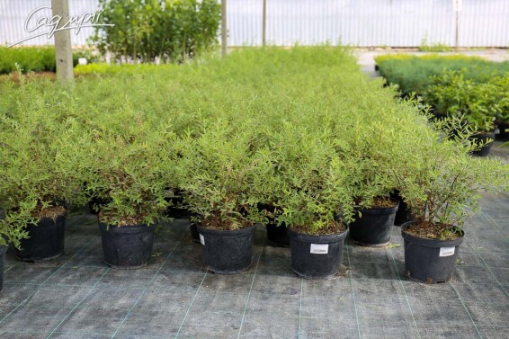 Спирея пепельная 'Grefsheim' #4, C2 30-40 - 5 Спирея пепельная 'Grefsheim' #4, C2 30-40 - 5