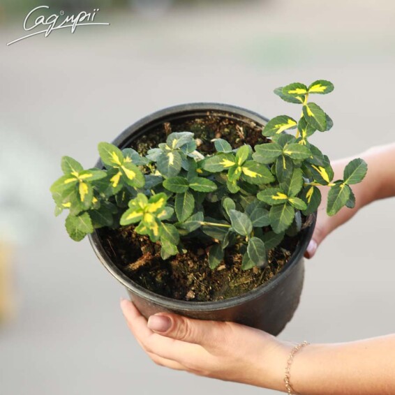 Бересклет Форчуна 'Sunspot' - 1 Бересклет Форчуна 'Sunspot' - 1