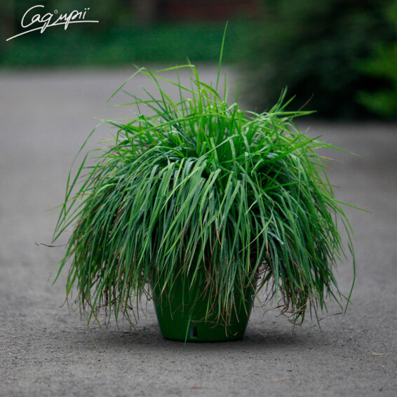 Бриза середня , p9 - - 1