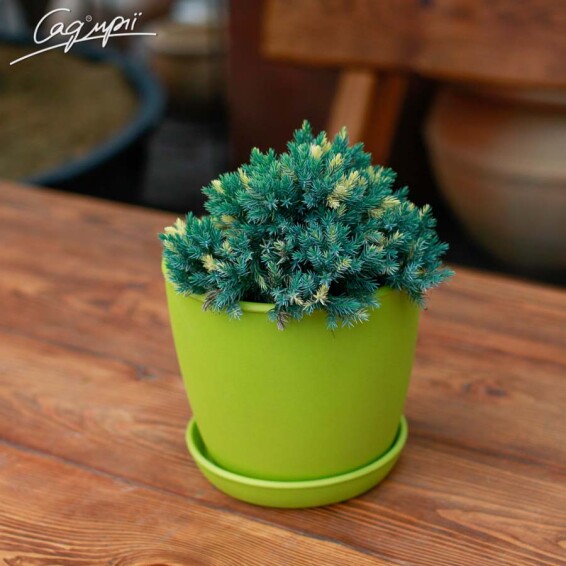 Можжевельник чешуйчатый 'Floreant' - 2 Можжевельник чешуйчатый 'Floreant' - 2