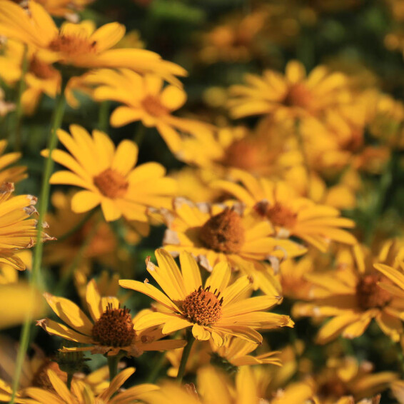 Геліопсис соняшниковидний ‘Loran Sunshine' #1, C2 - - 1