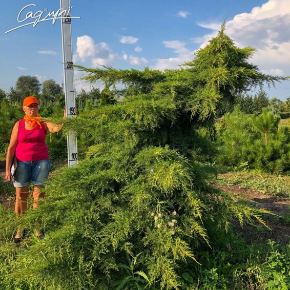 Можжевельник средний 'Pfitzeriana Aurea' - 2