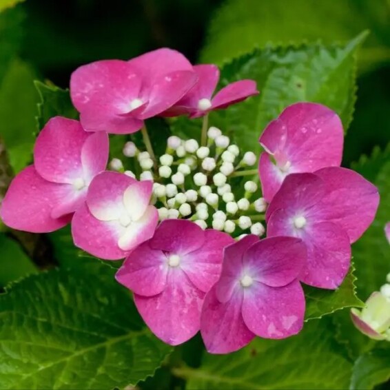 Гортензия крупнолистная 'Fasan' - 1