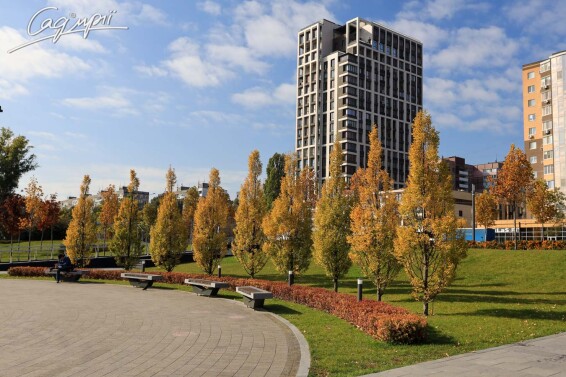 Граб звичайний 'Fastigiata' #2, С25 - 250-300 - - 7