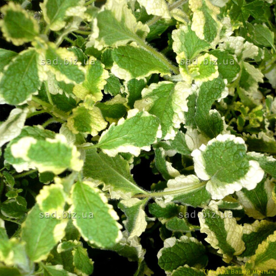 Мята перечная 'Variegata' - 1