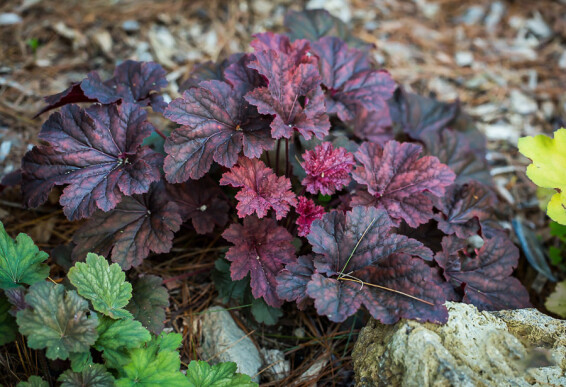 Гейхера 'Cajun Fire' - 3