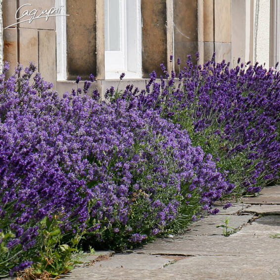 Лаванда вузьколиста 'Munstead', p9 - - 4