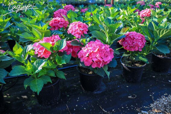 Гортензия крупнолистная 'Leuchtfeuer' #2, C3 - - 3