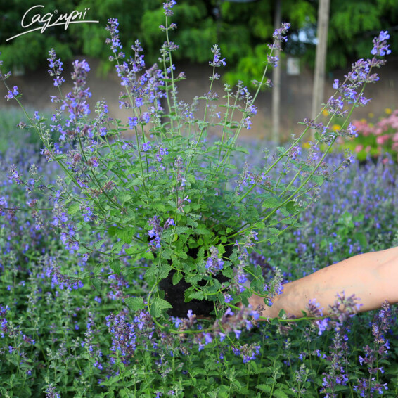 Котовник Фаассена 'Walker's Low' - 5