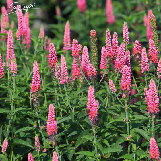 Вероника колосковая 'First Love', p9 - - 2