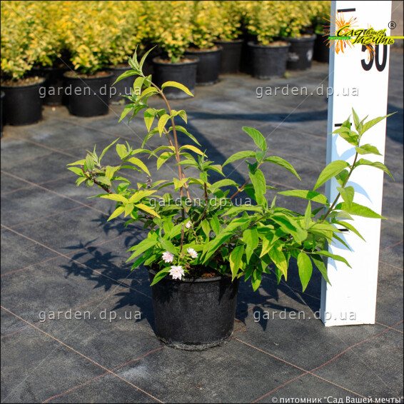 Дейция гибридная 'Rosea Plena' - 2 Дейция гибридная 'Rosea Plena' - 2