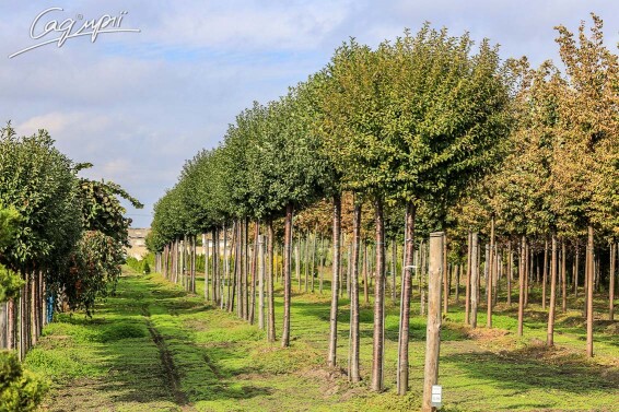 Вишня кулевидна 'Umbraculifera' #10, WRB 25--30 350-400 St. 220-230 - 6 Вишня кулевидна 'Umbraculifera' #10, WRB 25--30 350-400 St. 220-230 - 6