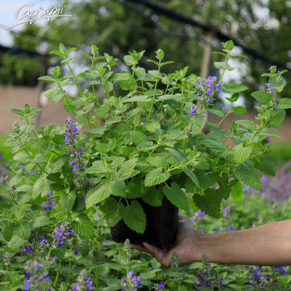 Котовник Фассена 'Hill Grounds' #1, C2 - - 1