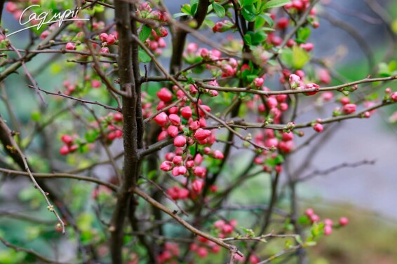 Айва прекрасная (хеномелес) 'Pink Trail' - 3