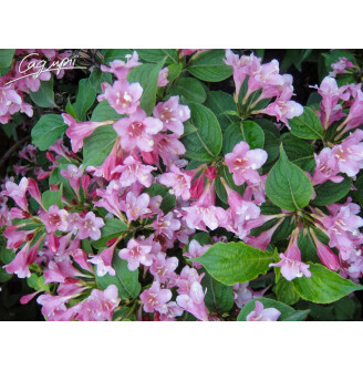 Вейгела 'Feline Courtamon'