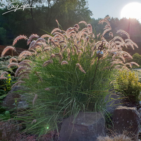 Перистощетинник лисохвостный - 2